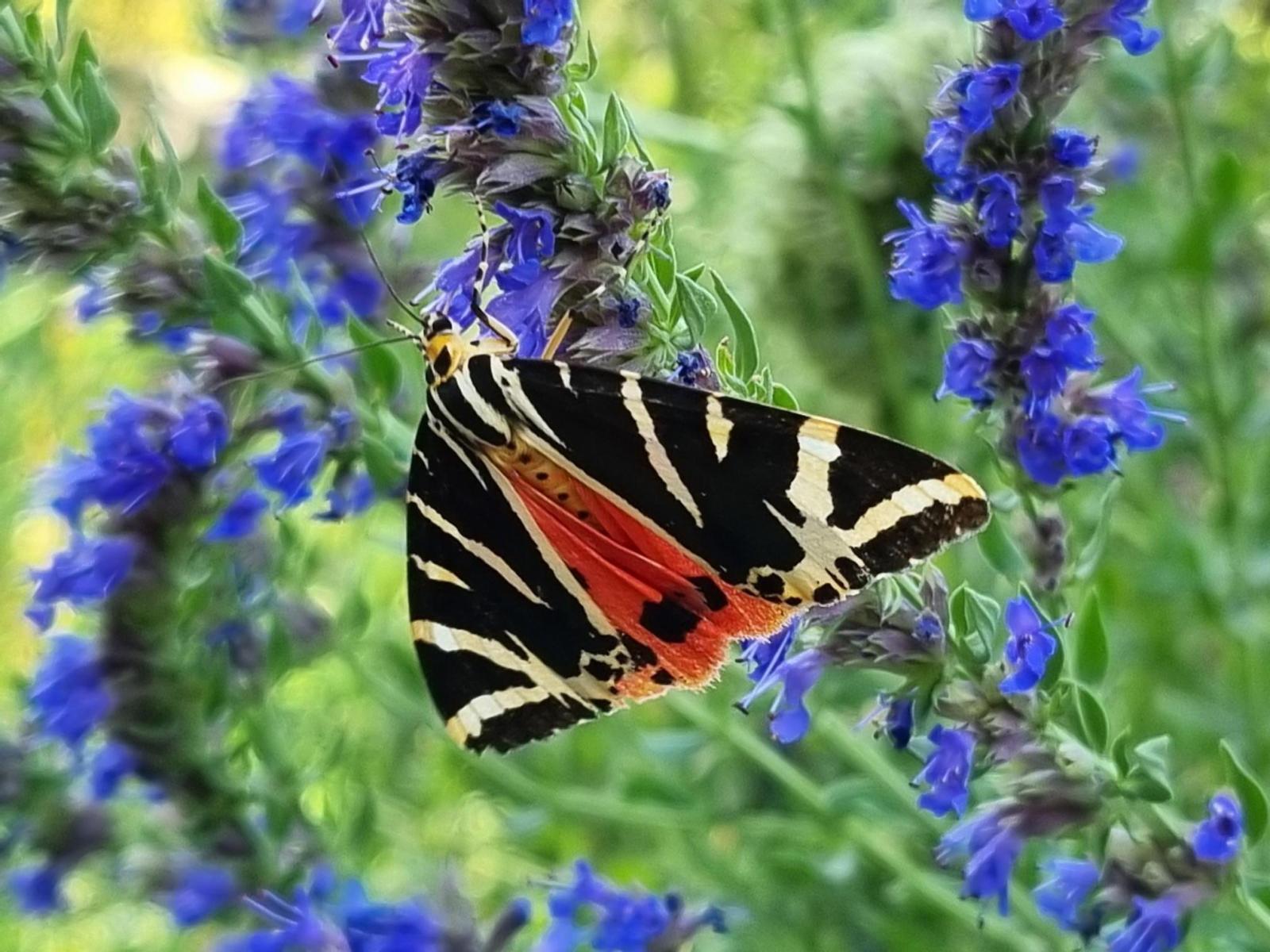 FLATTER- FALTER Samenmischung